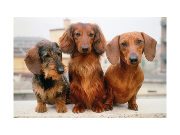 A Tacskó Különleges Tulajdonságai! A Kedvenc Kiskutyád