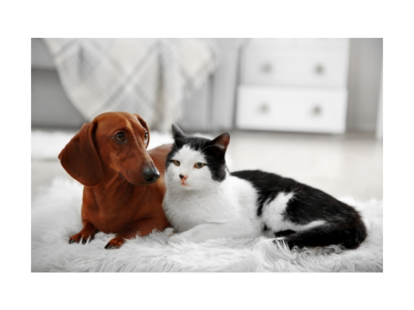 A Tacskó Viselkedése Más Állatokkal: Barátság és Interakció