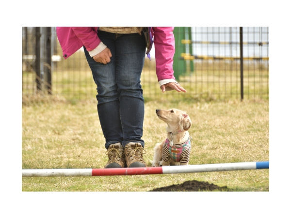 Agility: A Tacskók Sportos Oldala