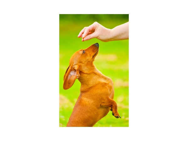 Alapvető Engedelmesség: A Tacskók Kiképzése és Nevelése