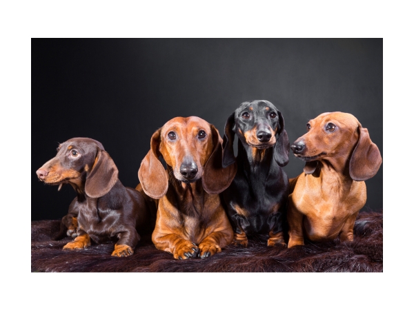 A Tacskó Külső Megjelenése: Színváltozatok