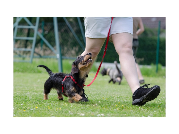 A Tacskó Mozgásigénye: Aktív és Játékos Kiskutyák